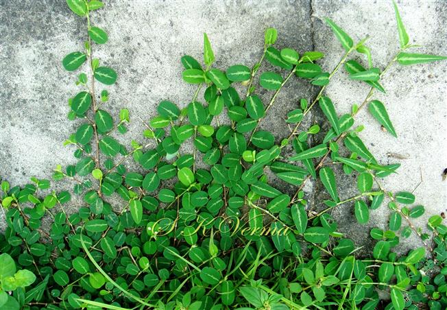  Plants